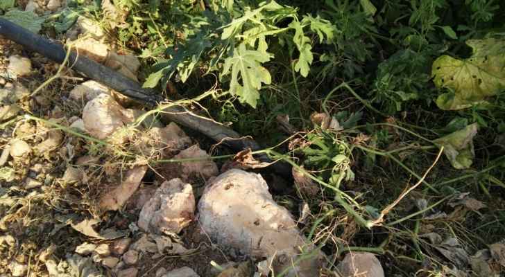 عجلون.. ضبط مزارع تستخدم المياه العادمة