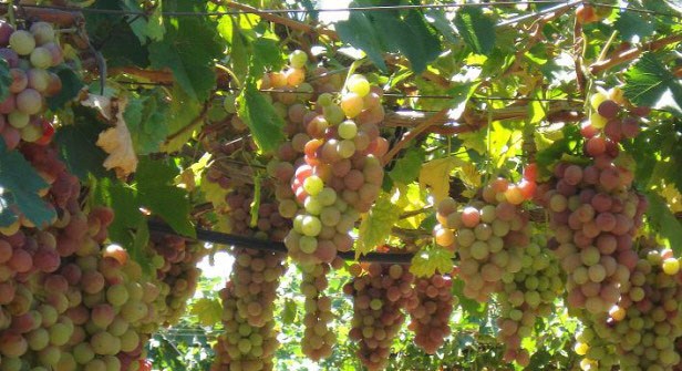 مستوطنون يقطعون 350 شجرة عنب غرب