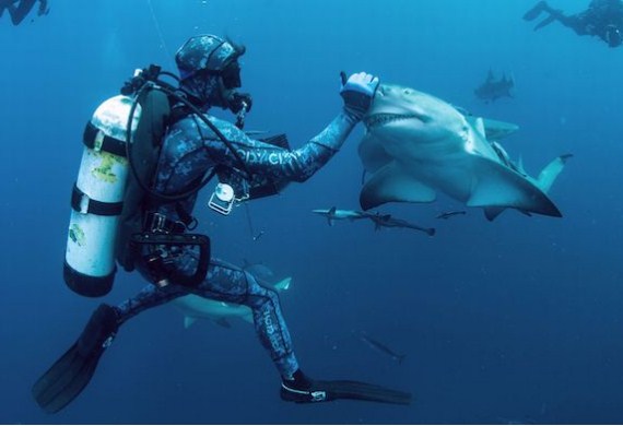 بالصور: غواص متمرس ينوّم أسماك القرش