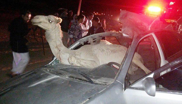 بالفيديو : اصطدام مركبة مع جمل
