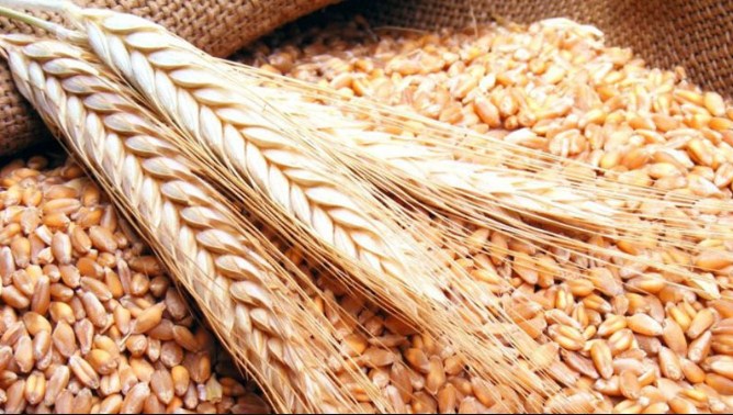 1450 طنا كميات الحبوب المستلمة في