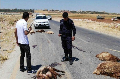 اصابة مواطنين ونفوق 15 رأس غنم