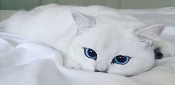 قطة تتحول إلى نجمة على الإنترنت