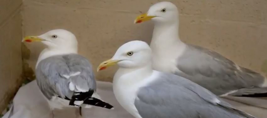 طيور في ’حالة سكر‘ تمشي مشوشة