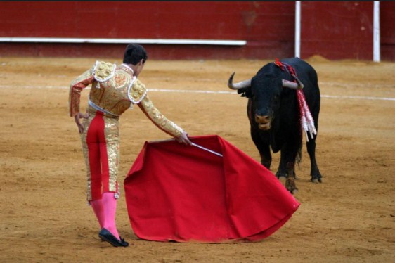 بالفيديو.. رجل يصارع الثيران وهو يحمل