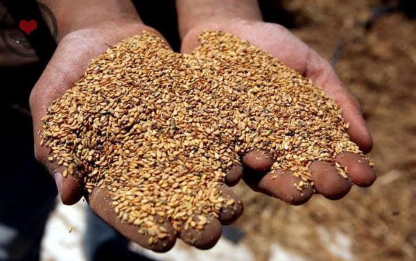 ’الزراعة‘ ترفض ادخال شحنة ’سمسم‘ لاحتوائها