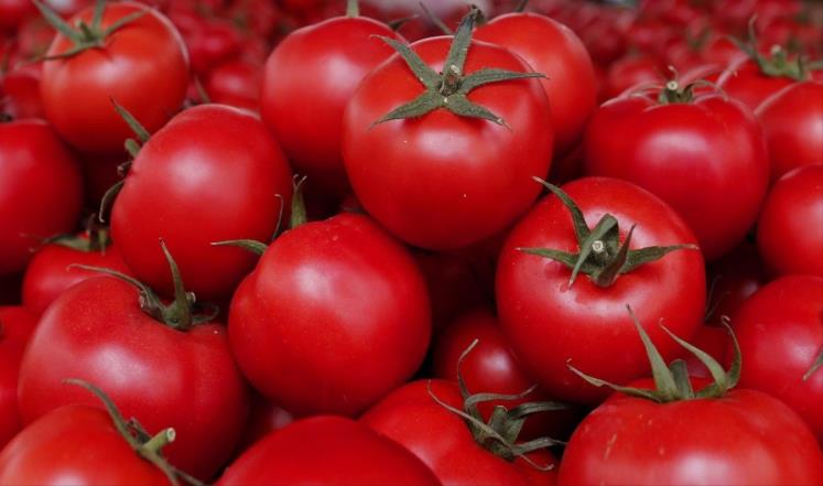 الزراعة توضح أسباب ارتفاع اسعار البندورة