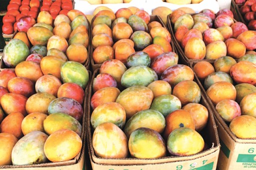 الدراسات تثبت نجاح زراعة المانجا بالأردن