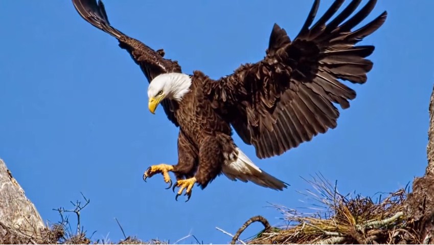 نسر عملاق يحاول خطف طفلة ويصيبها