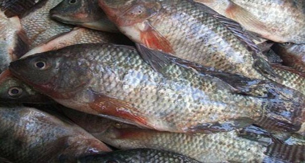 الزراعة والأمانة تبحثان إقامة سوق للأسماك