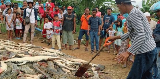 إندونيسيون غاضبون يقتلون 300 تمساح