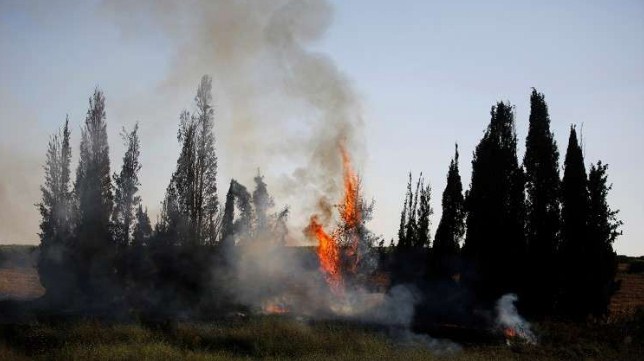 تل أبيب: الفلسطينيون يستخدمون الطيور لإشعال