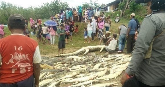 سكان قرية يذبحون 292 تمساحا بسبب