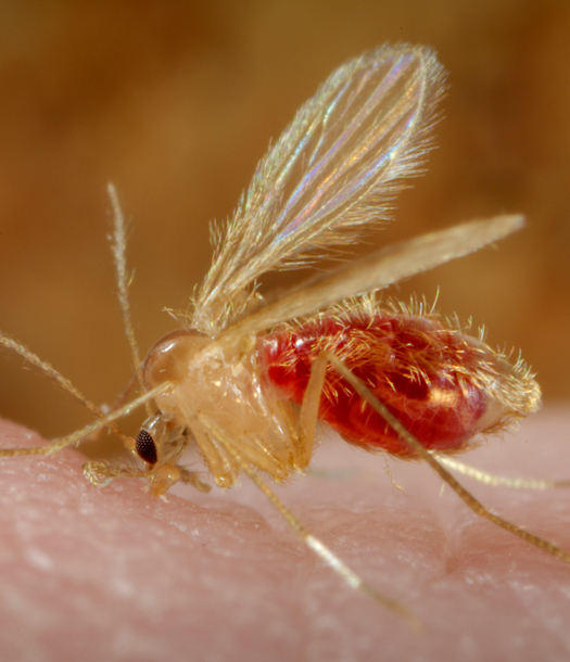 الصحة: المسح الحشري في ام السرب