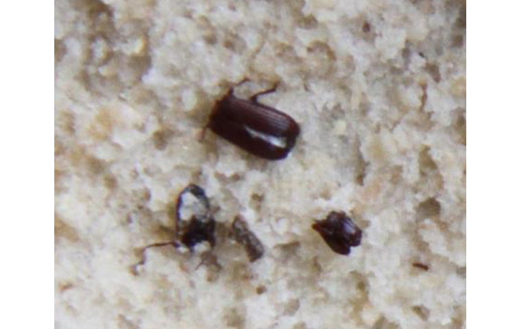 مأدبا.. اغلاق مخبزين لانتشار ’الصراصير والجرذان‘