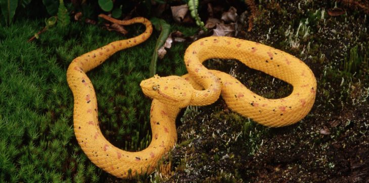 أفعى ضخمة في الكويت تقطع الكهرباء..