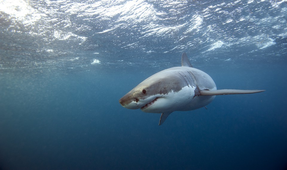 اصطياد سمكة قرش في العقبة (فيديو)