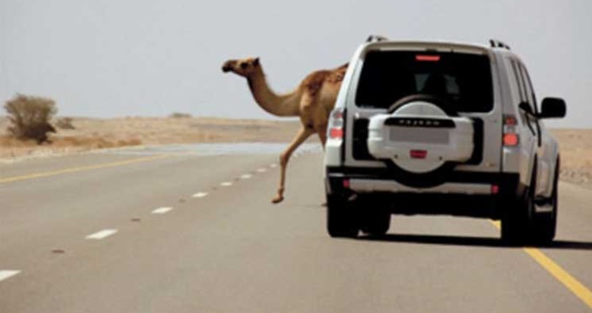 3 اصابات اثر تصادم مركبة بجمل