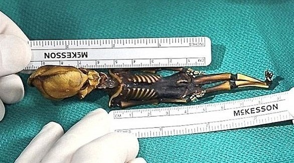 هيكل عظمي بطول 6 بوصات يثير