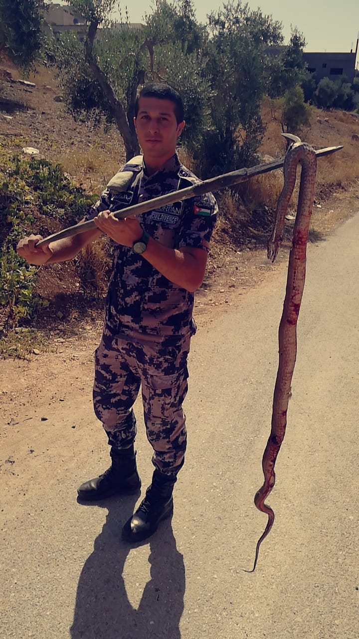 الدفاع المدني يقتل أفعى سامة طولها