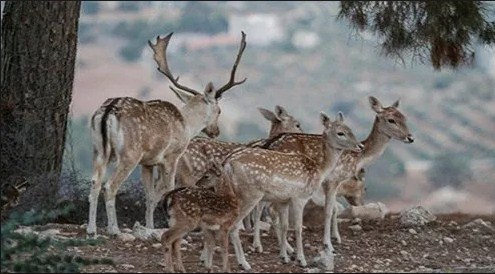 «مكافحة الفساد» تحول 15 موظفا بقضية