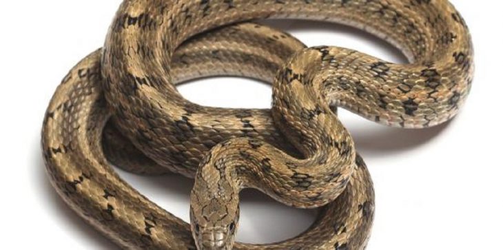 استيقظت من نومها لتجد ثعبانا طوله