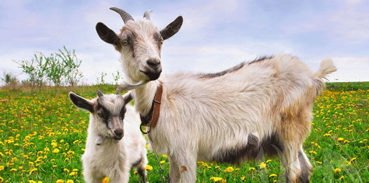 الشرطة الهندية تبحث عن 8 رجال