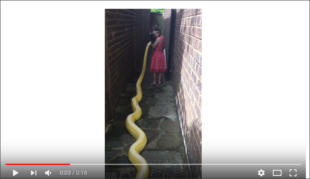 بالفيديو.. . صداقة غريبة بين طفلة