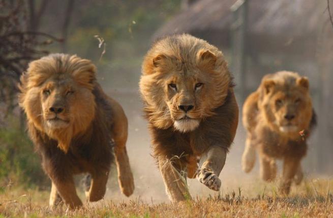 ’الزراعة‘ تنفي السماح باستيراد الحيوانات البرية