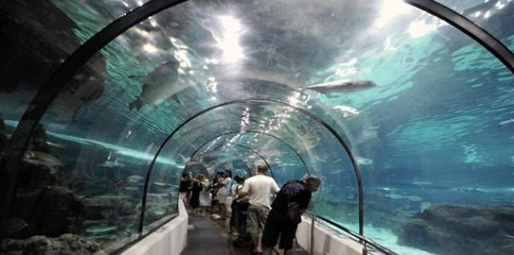 أحمق يحاول سرقة سمكة قرش من