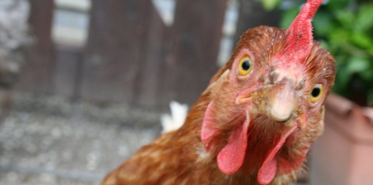 دجاجة بطلة اشتباك مسلح في مصر