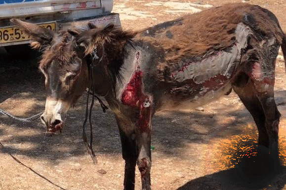 اعتقال فلسطيني ’نكل‘ بحمار