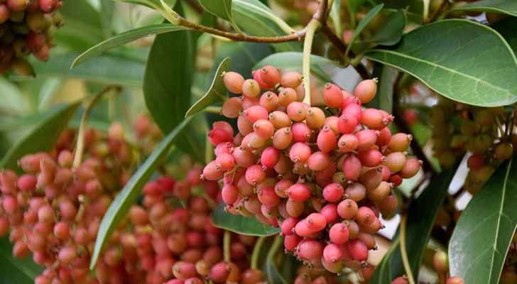 مشروب بديل للقهوة والشاي.. وبفوائد مذهلة