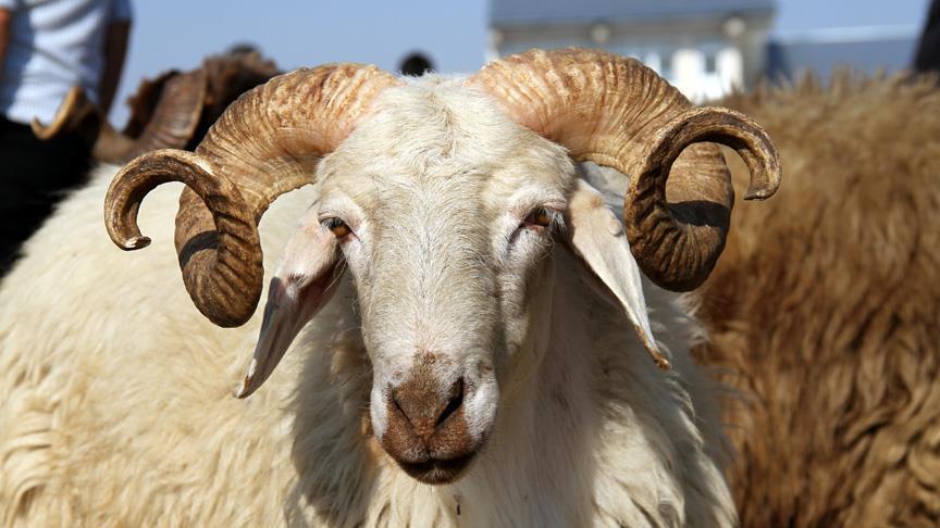 هذه أسعار الأضاحي البلدية