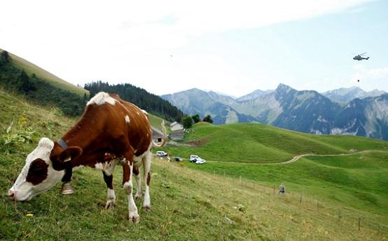 الجيش يتدخل ليروي ظمأ الأبقار في