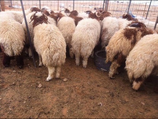 تأجيل نقل سوق المواشي في مادبا