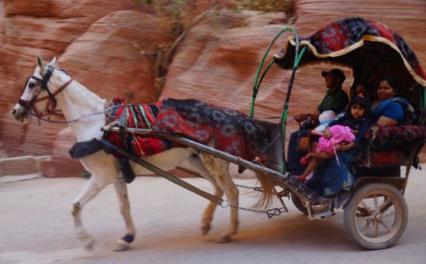 إجراءات رادعة بحق معتد على حصان
