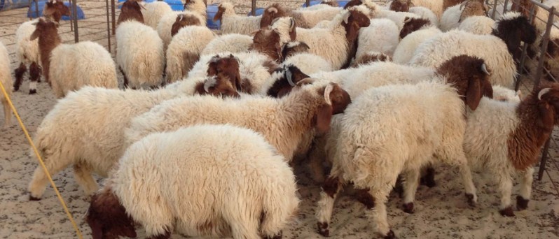 1633 1634 موقعا لبيع وذبح الاضاحي