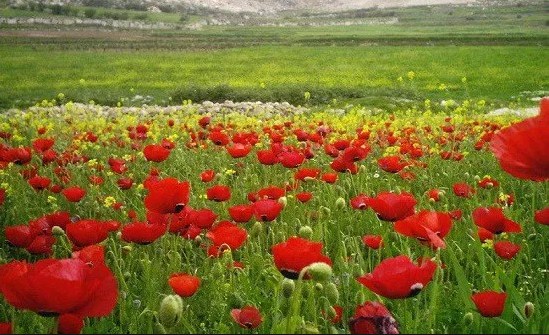 اجواء صيفية اعتيادية اليوم وغدا