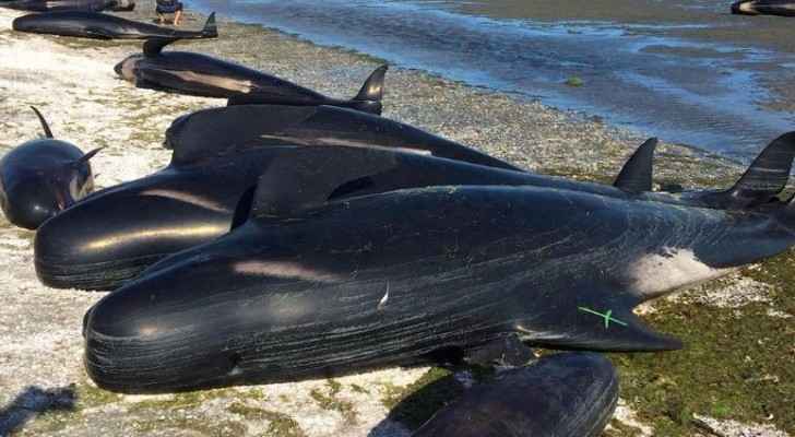 شاهد بالفيديو والصور .. كارثة بحرية