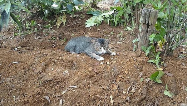 ولا في الخيال.. «قطة» الشهيد القوقزة