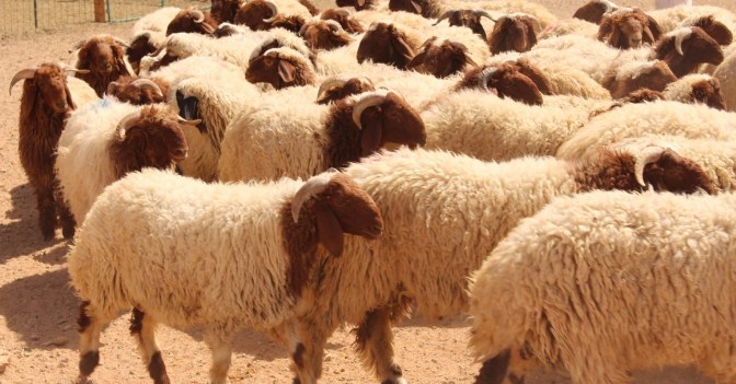 الحنيفات : أسعار الاضاحي انخفضت العام