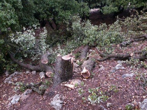 حكم بعدم مسؤولية بلدية جرش ورئيسها