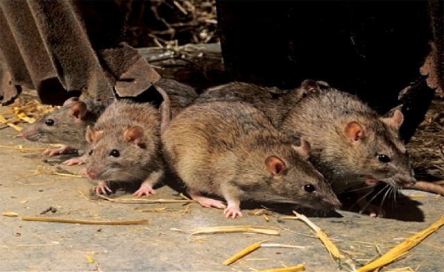 ’جراذين‘ داخل مخبز في إربد