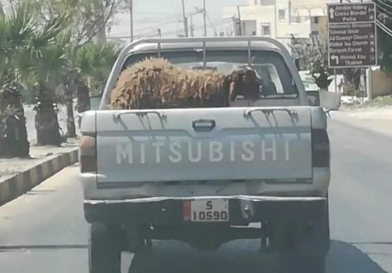 الرزاز يرد على «صورة» نقل سيارة