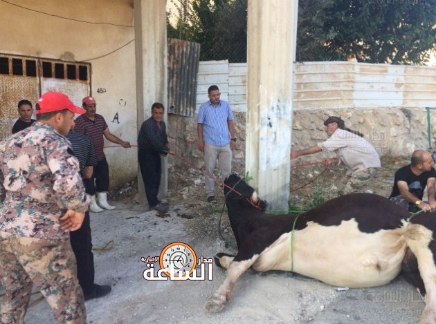 والدة الشهيد قوقزة تضحي عن روح