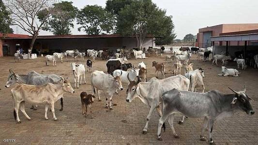 الهند.. (الحيوان المقدس) يثير غضب المزارعين