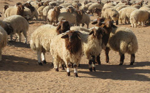 24 الف خروف بلدي الى الخليج