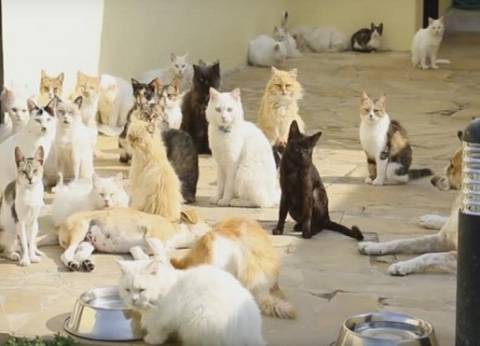 «الأطباء البيطريين» تعلق على «تحذير» الابتعاد