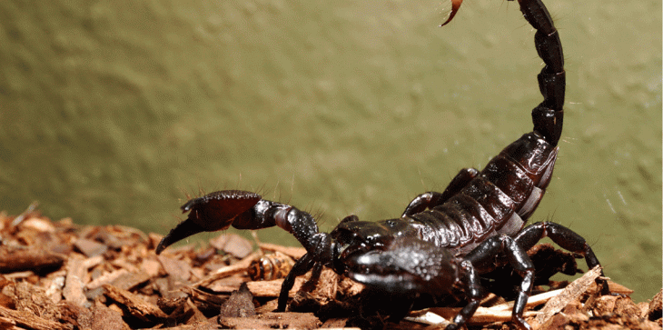إيراني يربي 3 آلاف عقرب ليتربح